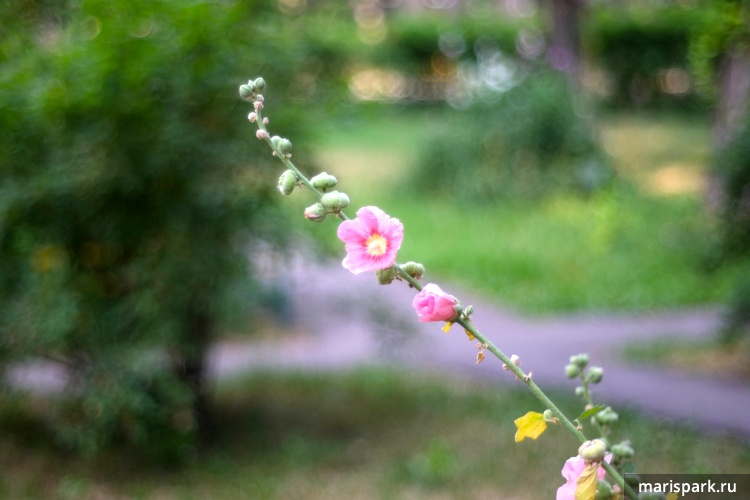 Konica Hexanon AR 50mm/f1.7