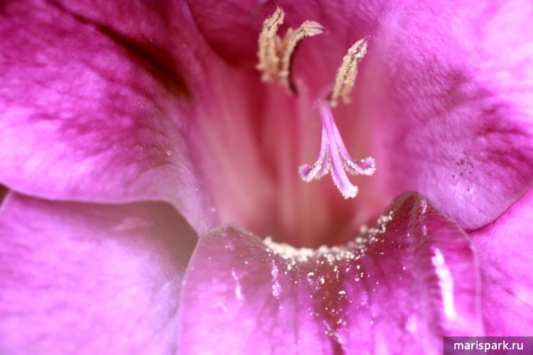 Panagor PMC 90mm/f2.8 Macro