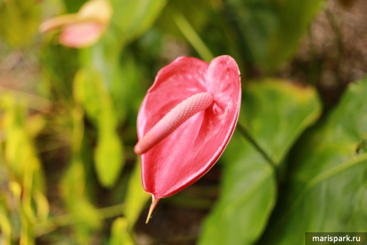 Jardin Botanico